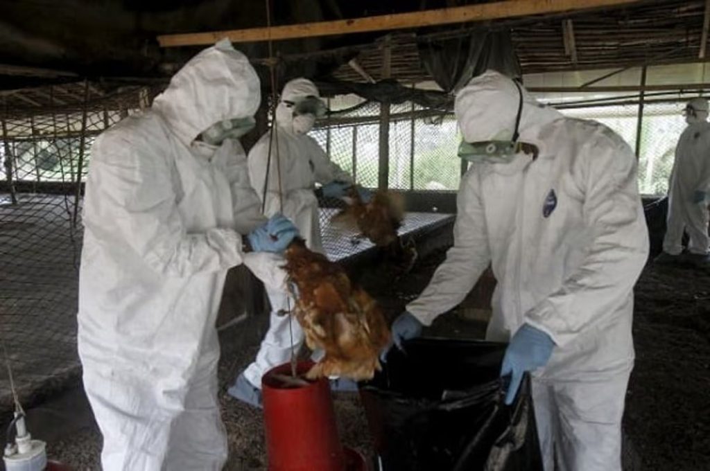 Menace de grippe aviaire : la Guinée renforce le contrôle aux frontières après des cas signalés au Sénégal et en Côte d’Ivoire
